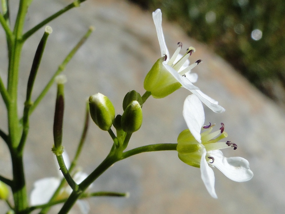 Cardamine asarifolia / Billeri a foglie rotonde